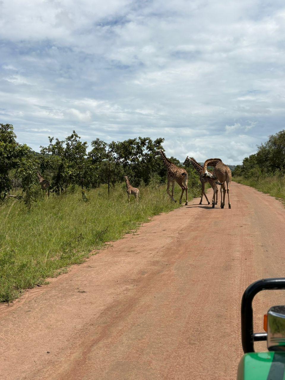 Tanzania safari landscape