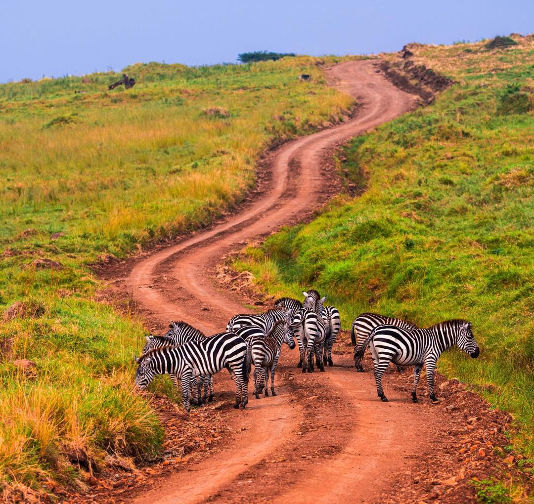 1 Day Nairobi National Park — 1-day safari in Kenya: A wildlife morning on the city's doorstep.
