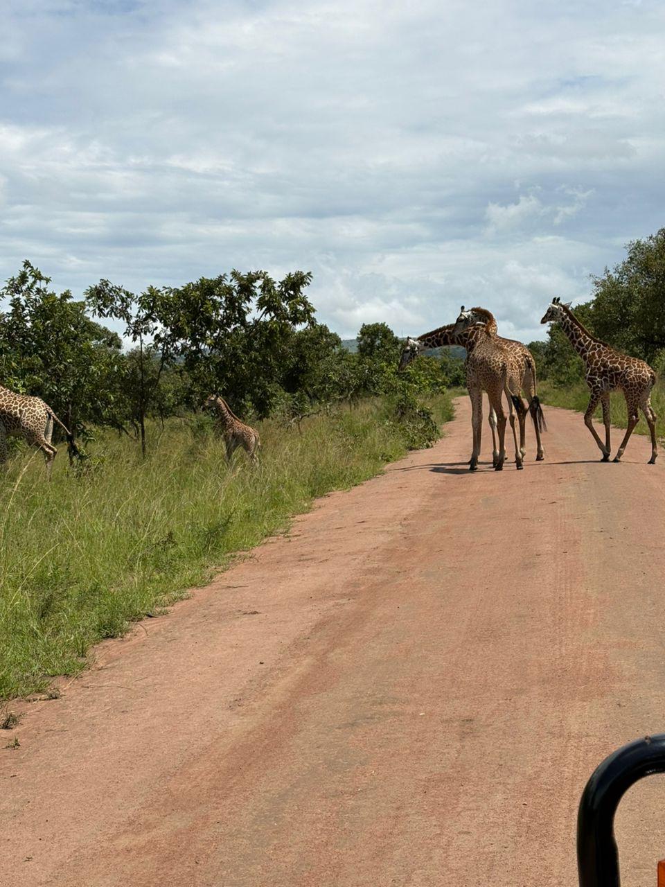3 Days Maasai Mara Safari — 3-day safari in Kenya: A short escape onto the Mara plains.
