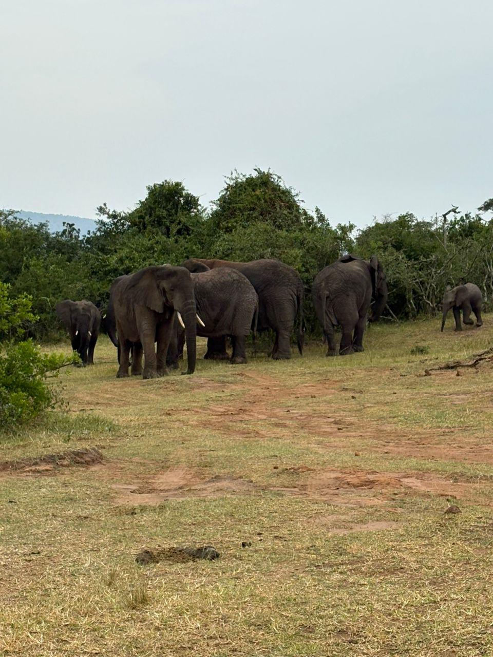 10 Days Ndutu Migration — Manyara, Ndutu, Serengeti, Ngorongoro & Tarangire — 10-day safari in Tanzania: Calving season on the southern Serengeti plains.