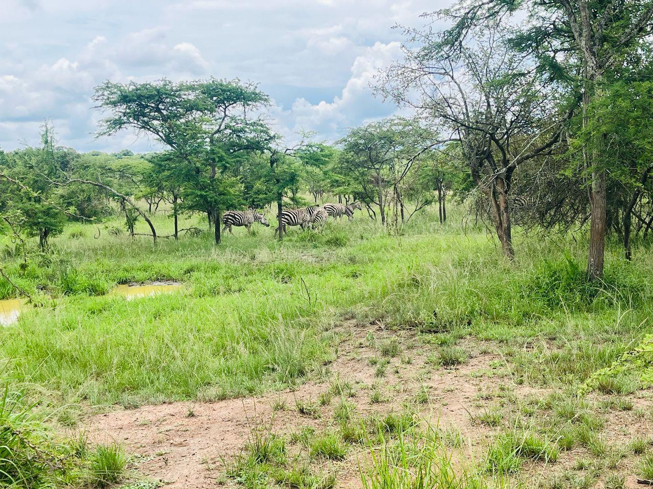 7 Days Maasai Mara, Hells Gate, Naivasha & Nakuru Safari — 7-day safari in Kenya: Cycle Hells Gate, cruise Naivasha, then chase the Big Five on the Mara.