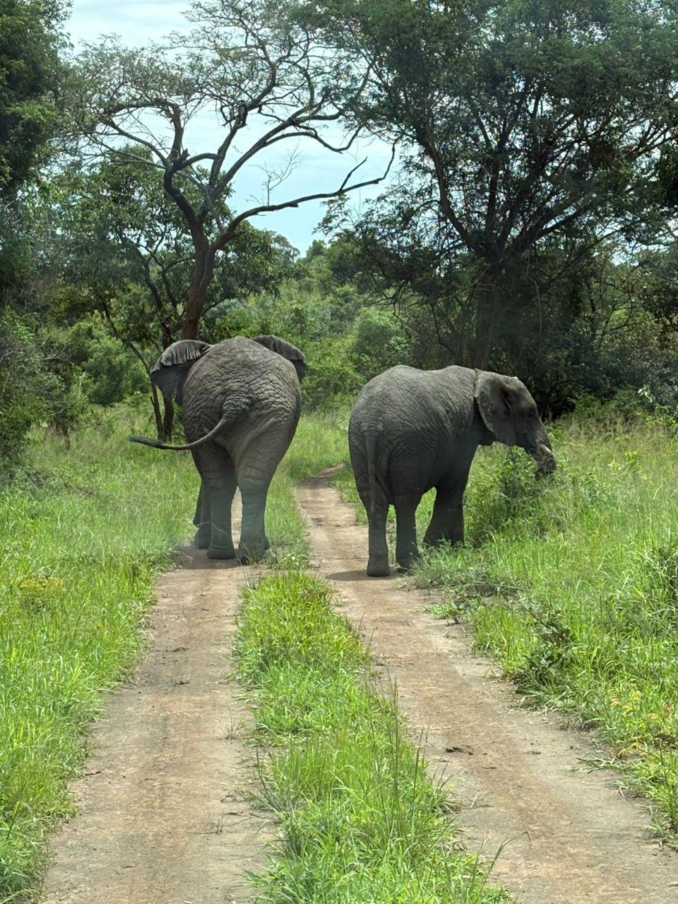 3 Days Murchison Falls Safari β 3-day safari in Uganda: Short, punchy Uganda safari.