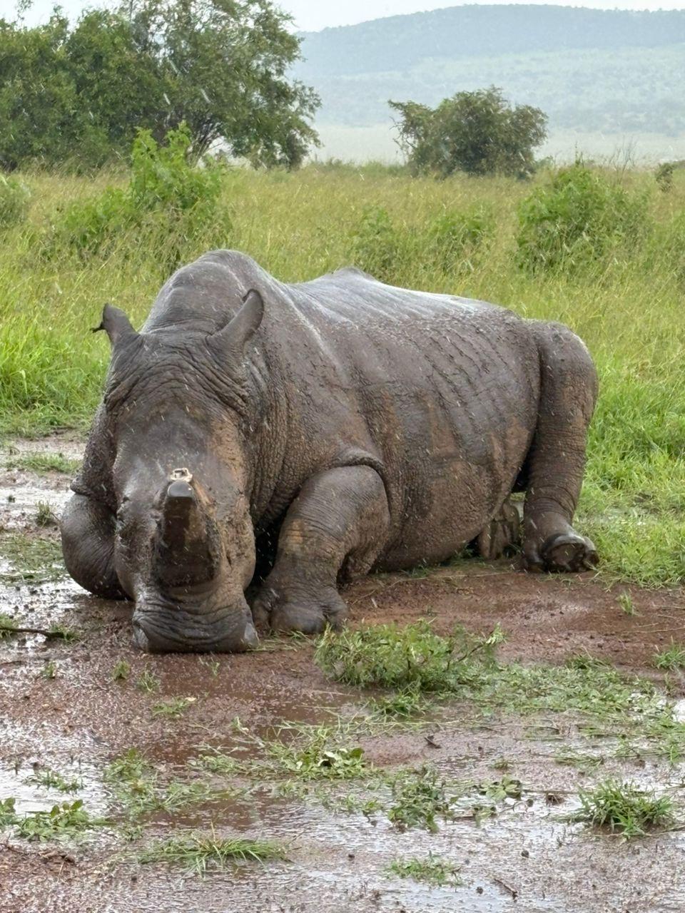 5 Days Lake Nakuru & Masai Mara Safari — 5-day safari in Kenya: Rhinos at Nakuru, then three days on the Mara.