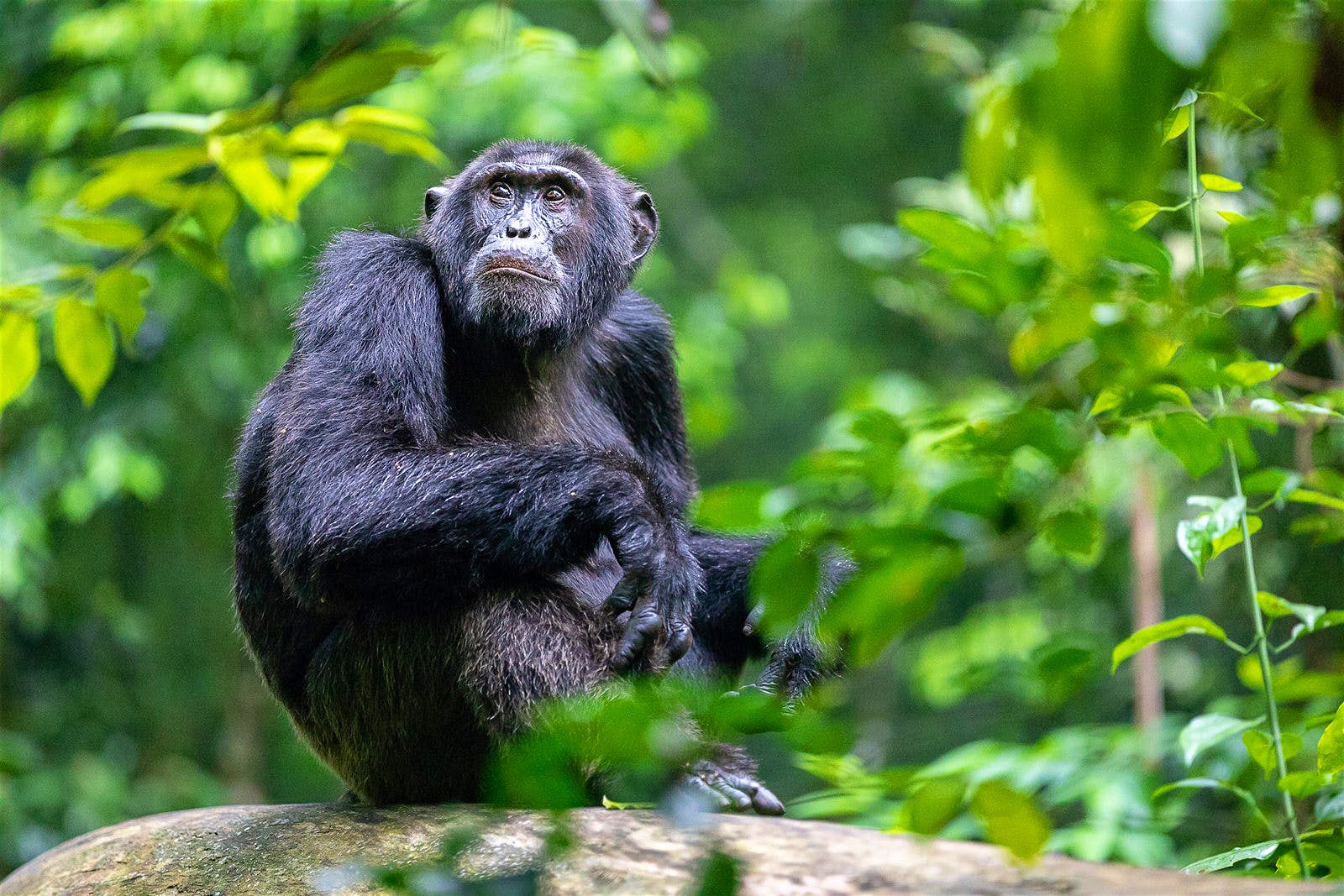 1 Day Chimps Safari — 1-day safari in Uganda: Single-day chimpanzee tracking experience from Kampala or Entebbe.