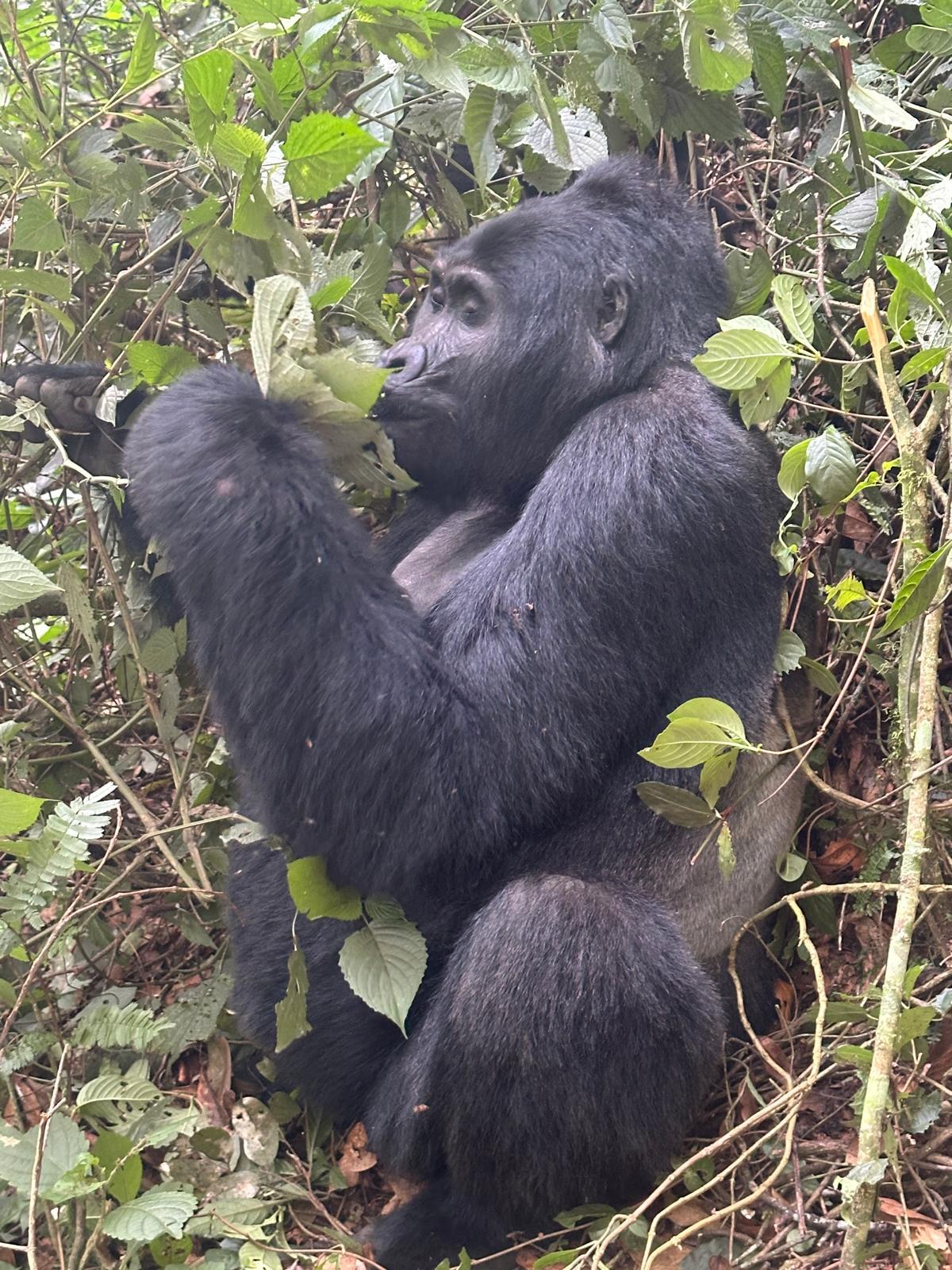 15 Days Uganda Birding Safari — 15-day safari in Uganda: Fifteen days chasing Uganda's 1,000+ bird list across wetlands, forests and savannah.