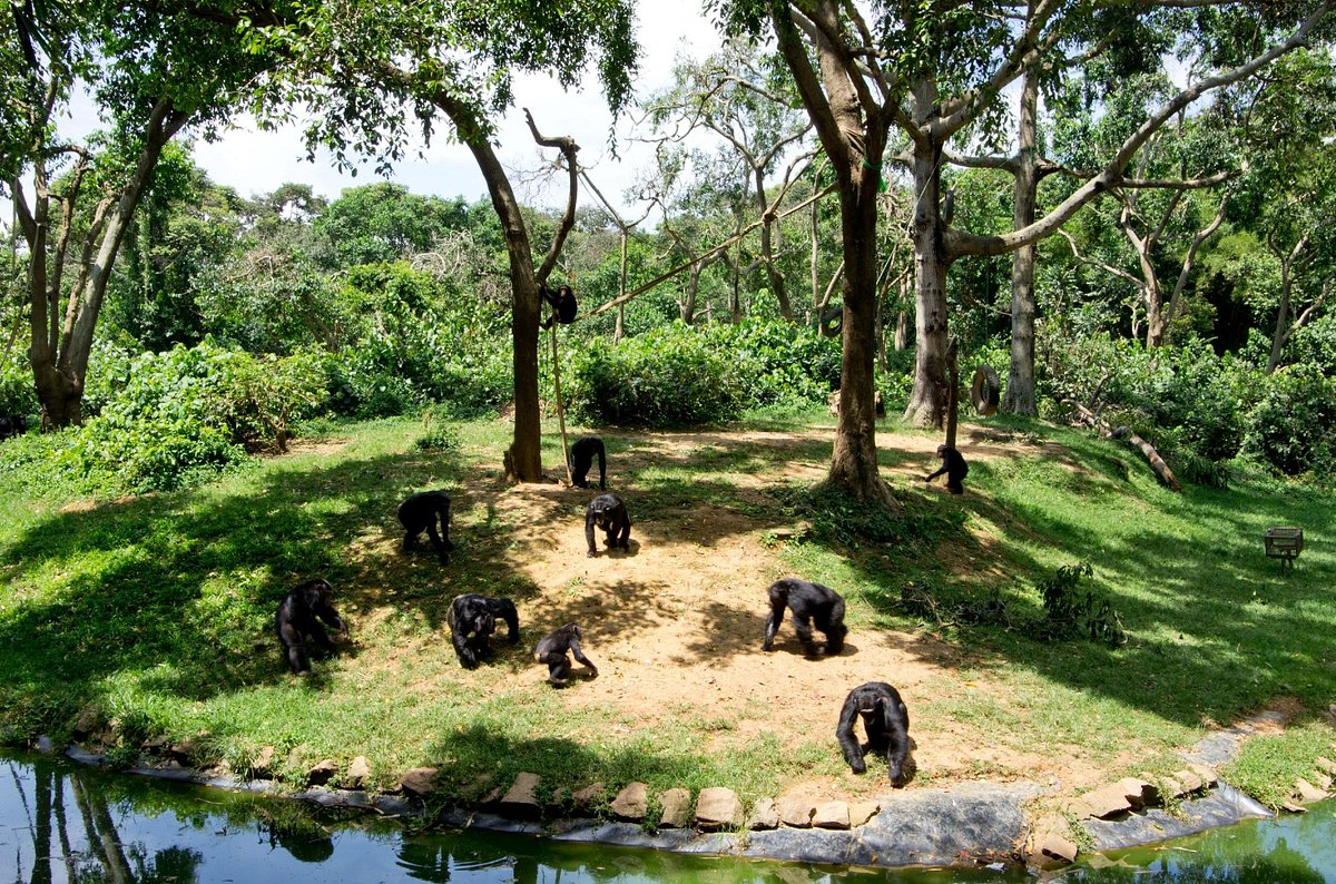 1 Day Entebbe Tour — 1-day safari in Uganda: Botanical gardens, wildlife centre and lakeside Entebbe in a single day.