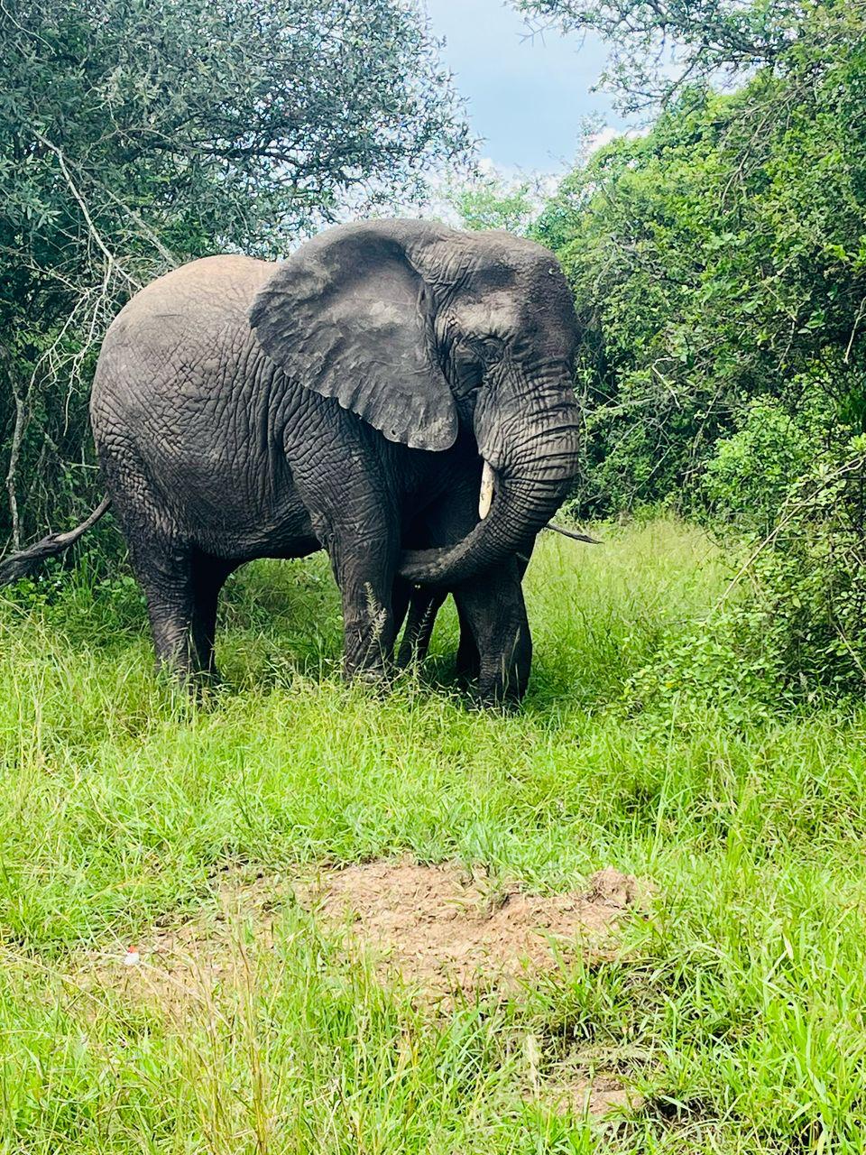 11 Days Arusha, Tarangire, Manyara, Natron, Serengeti, Ngorongoro & Eyasi — 11-day safari in Tanzania: A deep Tanzania expedition across northern parks.