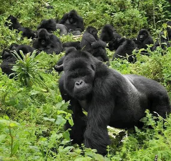 20 Days East African Highlights — Wildlife & Gorillas — 20-day safari in Tanzania: The definitive East Africa journey: Tanzania's parks, Kenya's Mara, and mountain gorillas.